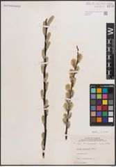 Foto von Salix discolor Muhl.
